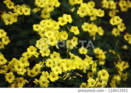 黃色oxalis花 118011952