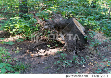plant background wood nature brown stump natural fresh forest outdoor tree environment 118012001