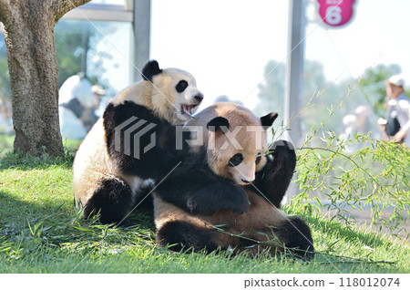 吉濱媽媽一邊吃竹子一邊被海灘打擾 118012074