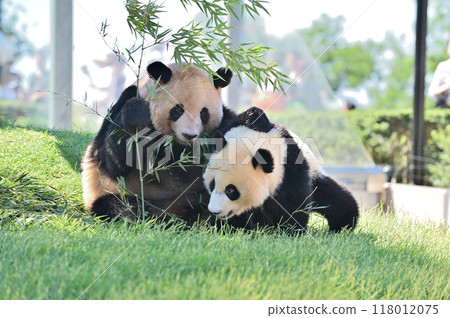 吉濱媽媽一邊吃竹子一邊被海灘打擾 吉濱媽媽一邊吃竹子一邊被海灘打擾 118012075