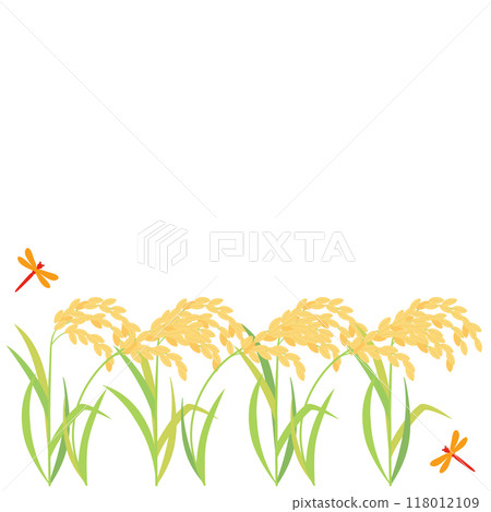 Illustration of ripe rice, rice ears and red dragonflies - Aspect ratio 1:1 version 118012109