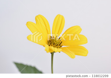 Princess sunflower 118012209