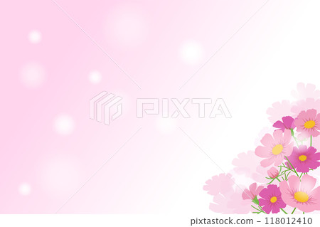 Vector background image of pink cosmos flowers in full bloom 118012410