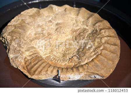 Ancient Fossil Marvel on Display in Renowned Museum Exhibit Showcasing Earth's Prehistoric Life and Evolutionary History. Captivating Fossil Specimen from the Depths of Time Featured in Museum's 118012453