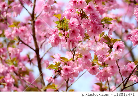 Gorgeous Yaezakura in full bloom 118012471