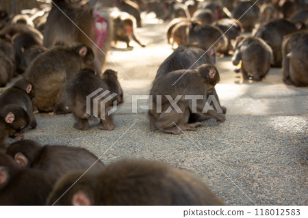 Takasakiyama monkey Takasakiyama monkey 118012583