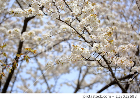 櫻花盛開,清新怡人 櫻花盛開,清新怡人 118012698