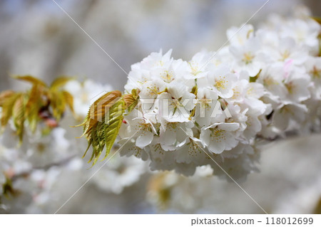 櫻花盛開，清新怡人 118012699