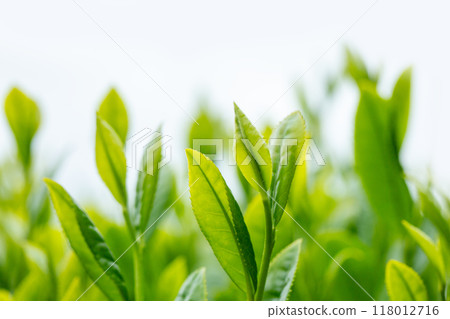 New green tea leaves close-up 118012716