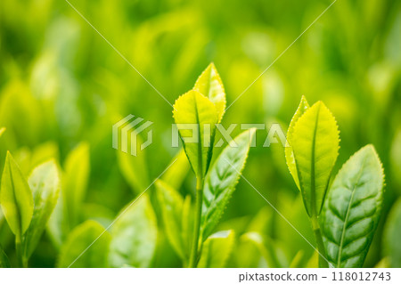 新鮮的綠茶葉 118012743