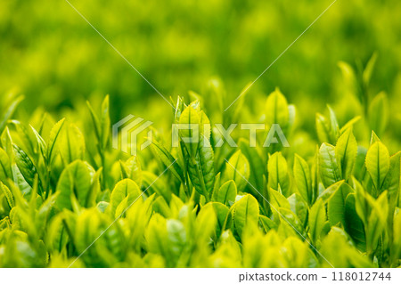 Fresh green tea leaves 118012744