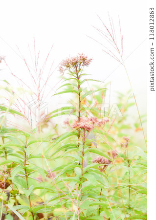 Red-flowered spirea and silver grass, Kirigamine Plateau, Suwa City, Nagano Prefecture Red-flowered spirea and silver grass, Kirigamine Plateau, Suwa City, Nagano Prefecture 118012863
