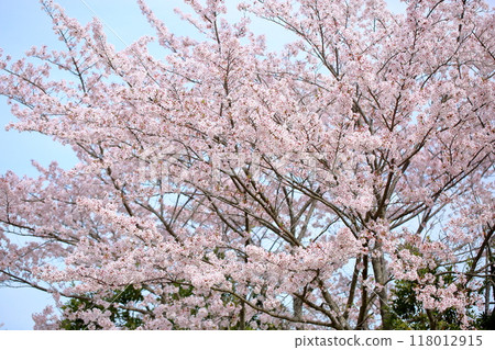 Gorgeous cherry blossoms Somei Yoshino 118012915