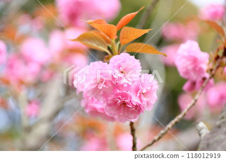 櫻花關山 118012919