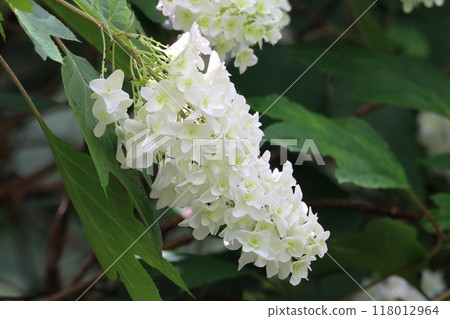 Kashiwaba繡球花 118012964