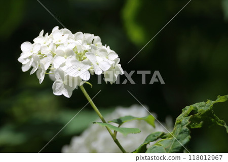 White hydrangea 118012967