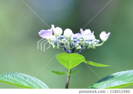 A close-up photo of a hydrangea bud 118012980