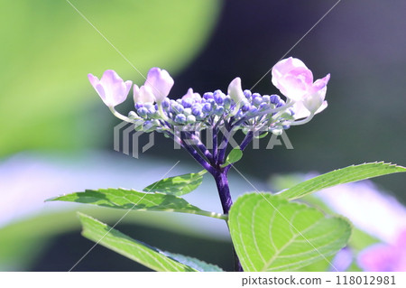 Pretty Powered Hydrangea Pretty Powered Hydrangea 118012981
