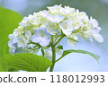 hydrangea   118012993