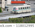 Eucalyptus line 118012995