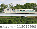 Eucalyptus line 118012998