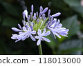 Lilac agapanthus flower 118013000