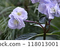 Purple flower 118013001