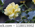 Yellow rose 118013002