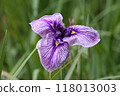 Iris hanabu (Japanese iris) with beautiful purple petals 118013003