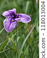 Iris serrata with purple petals and purple streaks 118013004