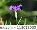 Iris 118013005