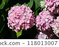 hydrangea   118013007