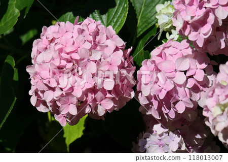 hydrangea hydrangea 118013007