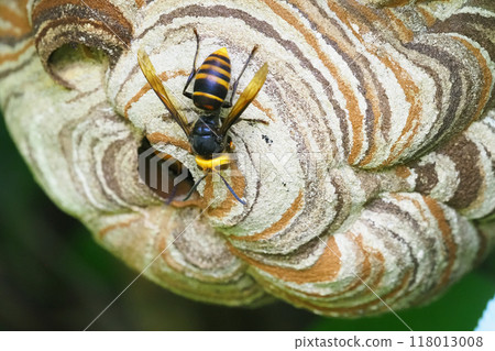 Small hornet building a nest 118013008