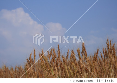 Wheat ears facing the blue sky Wheat ears facing the blue sky 118013310