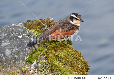 鵝口瘡 鵝口瘡 118013343