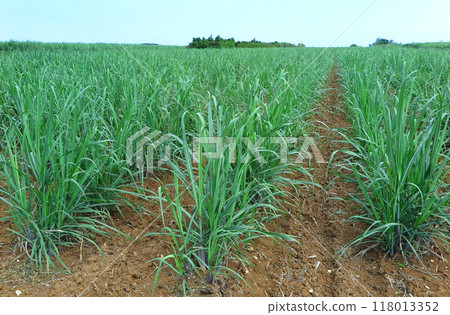 Young seedlings in a sugarcane field (Okinawa Prefecture) Young seedlings in a sugarcane field (Okinawa Prefecture) 118013352