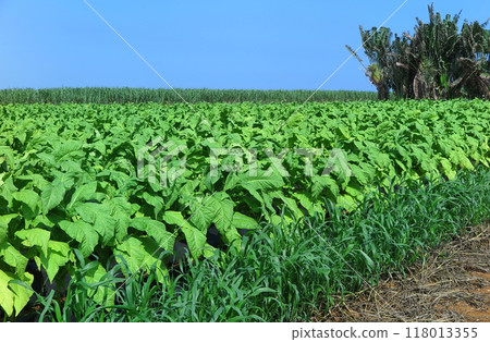 Tobacco fields in Okinawa Prefecture (flue-type tobacco, early May) with Basho plants as an accent Tobacco fields in Okinawa Prefecture (flue-type tobacco, early May) with Basho plants as an accent 118013355