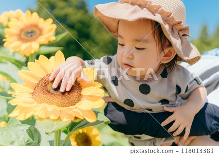 Sunflower field and children 118013381