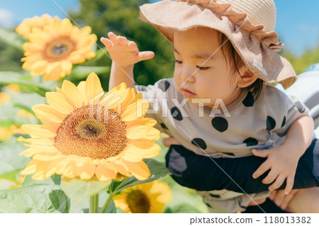 Sunflower field and children 118013382
