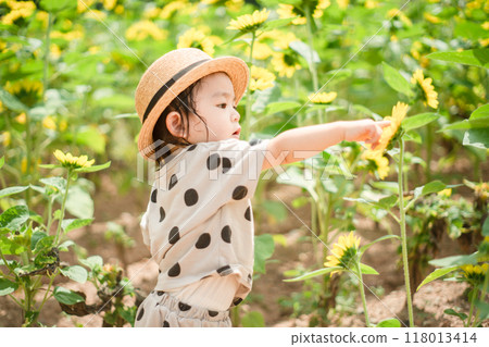 Sunflower field and children 118013414
