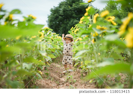 Sunflower field and children 118013415