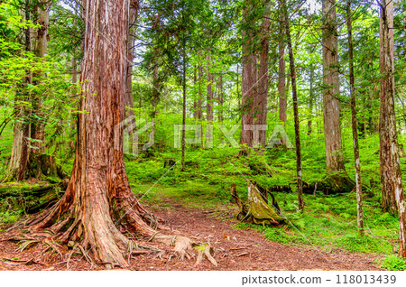 長野赤澤自然休養林 118013439