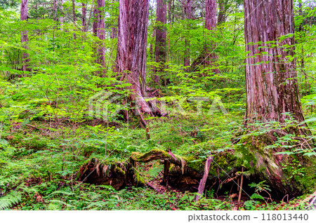 Akazawa Natural Recreation Forest, Nagano 118013440