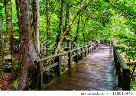 Akazawa Natural Recreation Forest, Nagano 118013446