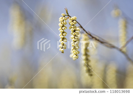 木節花預示著春天 118013698