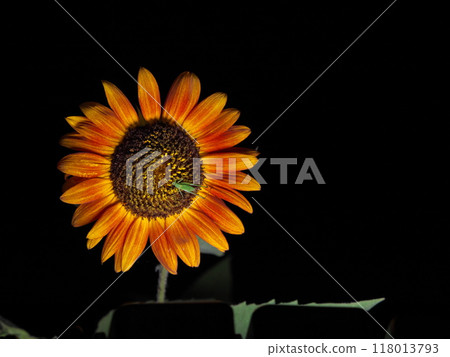 橙色向日葵花和蚱蜢的特寫 118013793