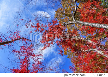 抬頭看著藍藍的天空背景的明亮的紅楓葉秋葉 抬頭看著藍藍的天空背景的明亮的紅楓葉秋葉 118013854