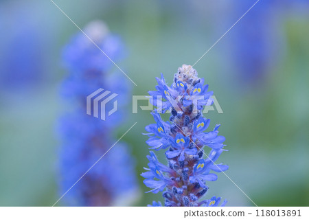 Blue Pontederia flower 118013891