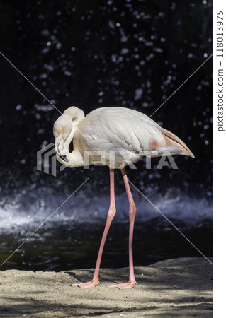 Sleeping flamingo by the water 118013975